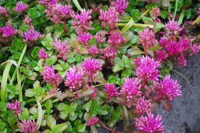 Седум ложный (Sedum spurium)