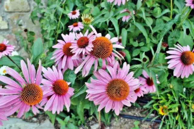 Эхинацея пурпурная (Echinacea purpurea)