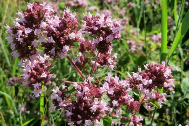 Душица (Origanum vulgare)