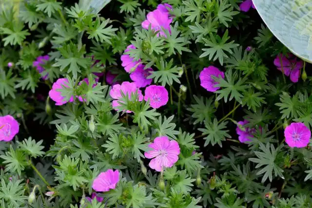 Герань кроваво-красная (Geranium sanguineum)