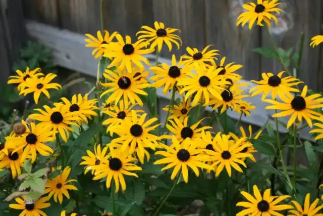 Рудбекия блестящая (Rudbeckia fulgida)