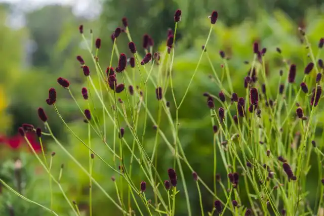 Кровохлебка лекарственная (Sanguisorba officinalis)