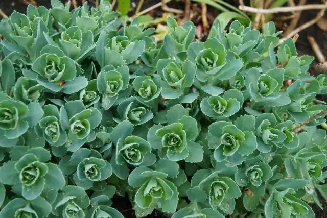 Сорта очитника видного легко отличить по сизоватой листве, у которой отсутствуют пурпурные оттенки