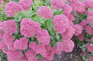 Очитник видный «Бриллиант» (Hylotelephium spectabile 'Brilliant')