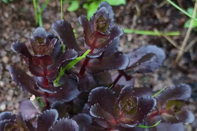 Сорта очитника обыкновенного отличает присутствие значительного количества пурпурных тонов