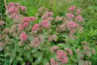 Очитник бело-розовый «Пинки» (Hylotelephium erythrostictum 'Pinky')