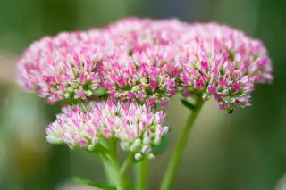 Очитник видный «Айсберг» (Hylotelephium spectabile 'Iceberg')