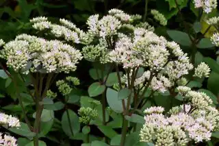 Очитник обыкновенный «Матрона» (Hylotelephium telephium 'Matrona')