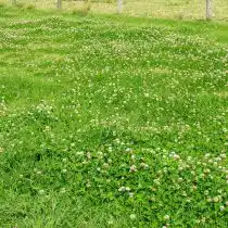 Клевер ползучий белый (Trifolium repens)