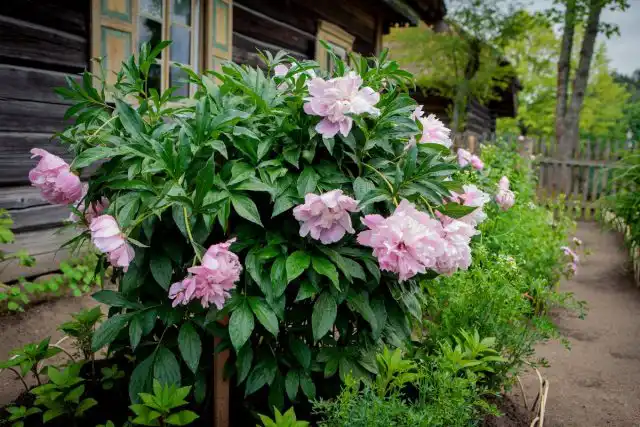 Кусты выбирают прежде всего по размерам корневища — самшиты и барбарисы, спиреи и пионы чудесно подойдутКусты выбирают прежде всего по размерам корневища — самшиты и барбарисы, спиреи и пионы чудесно подойдут