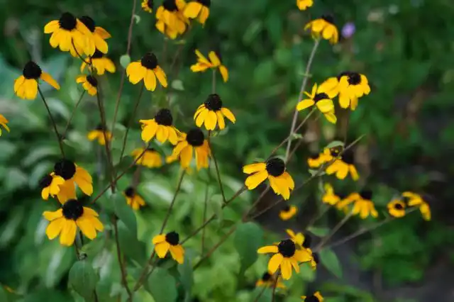 У рудбекии трилоба цветки меньше, чем у других рудбекий, но это растение невероятно эффектно