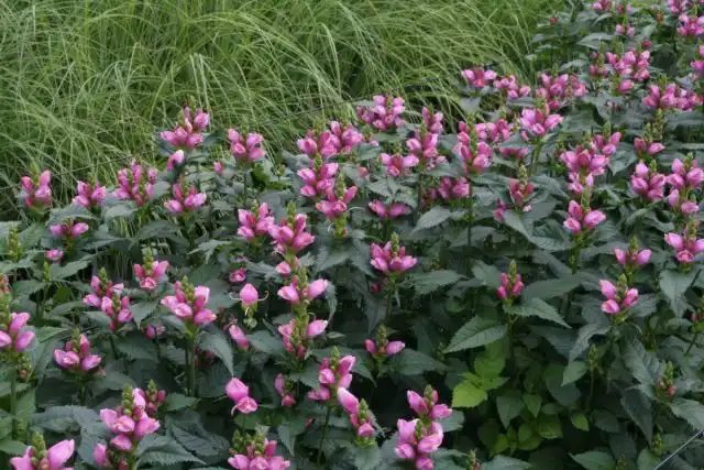 Хелоне можно назвать звездой теневых цветников, ведь при высокой неприхотливости она дарит максимально декоративный эффект