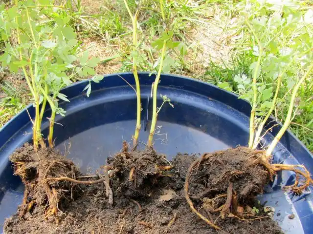 Корневище у дицентры очень хрупкое