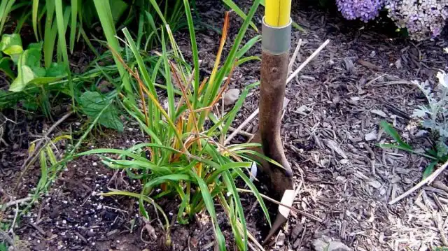 Деление без выкопки — самый щадящий и наименее рискованный способ деления лилейников