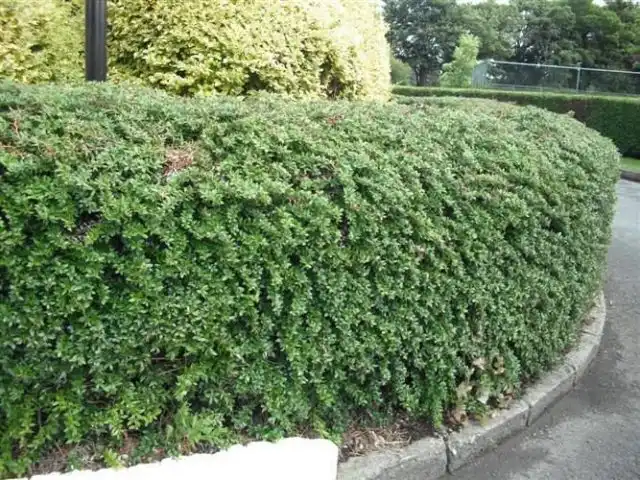 Барбарис сизо-белый (Berberis candidula C.K.Schneid.)
