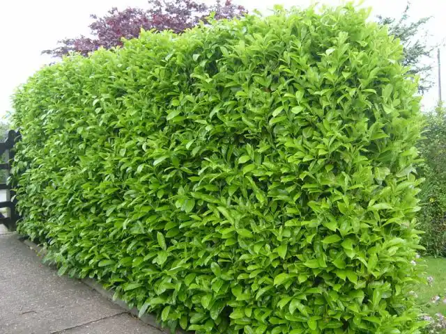 Лавровишня лекарственная (Laurocerasus officinalis M.Roem.)