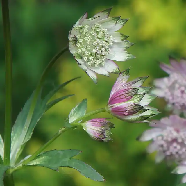 Кончики прицветников всегда остаются зеленоватыми