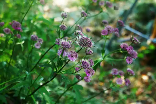 Темноокрашенные сорта замысловатых «зубчатых» цветков придадут саду немного мистики
