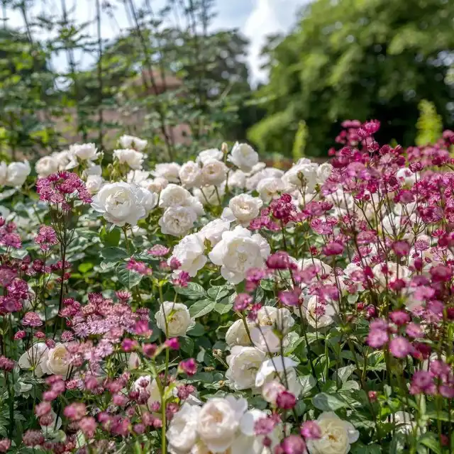 Астранция — идеальный партнер для роз