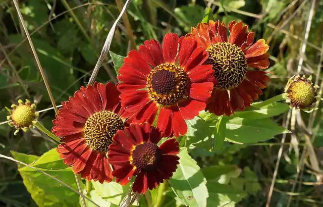 Гелениум 'Mariachi Ranchera' — самый низкий среди гелениумов