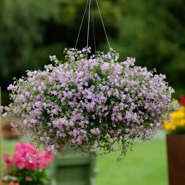 Бакопа 'Blutopia'