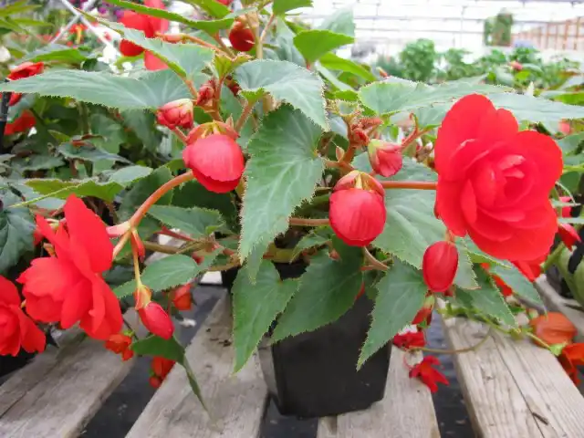 Бегония 'Illumination'