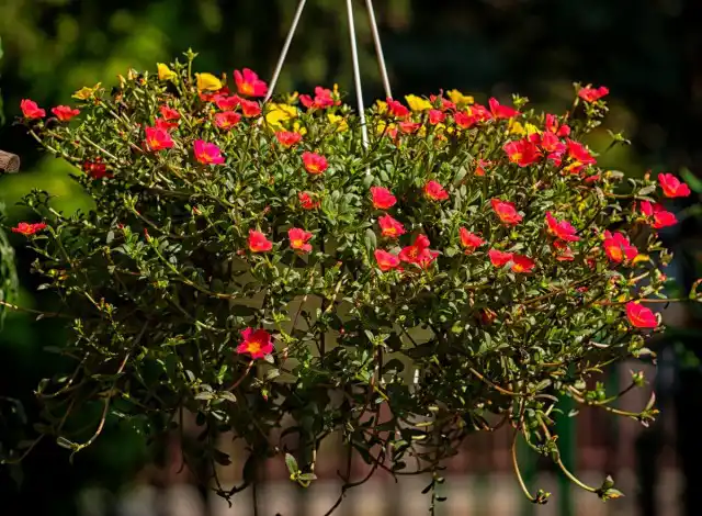 Ампельный портулак