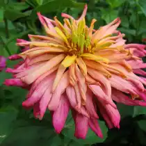 Кактусовидная цинния