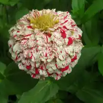 Цинния «Леденец»