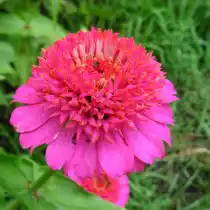 Цинния скабиозовидная