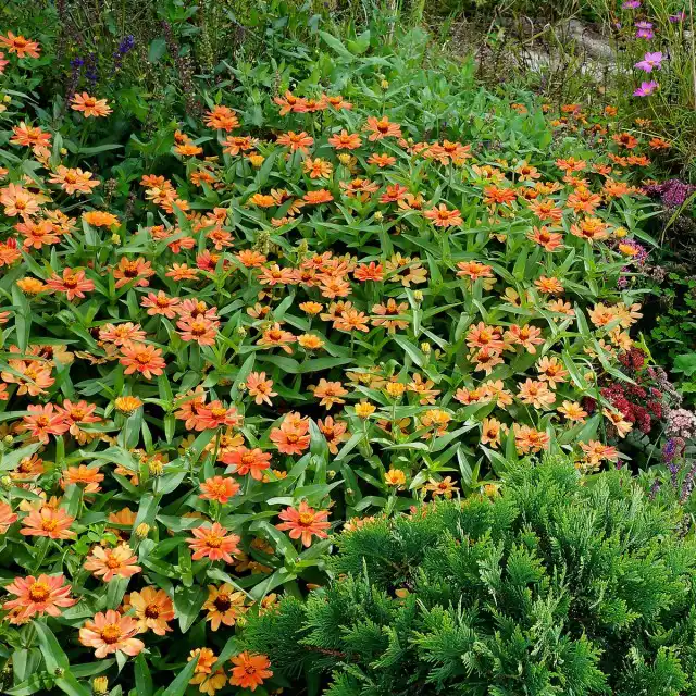 Современные сорта и гибриды цинний более интересные и лишены многих недостатков своих предшественников