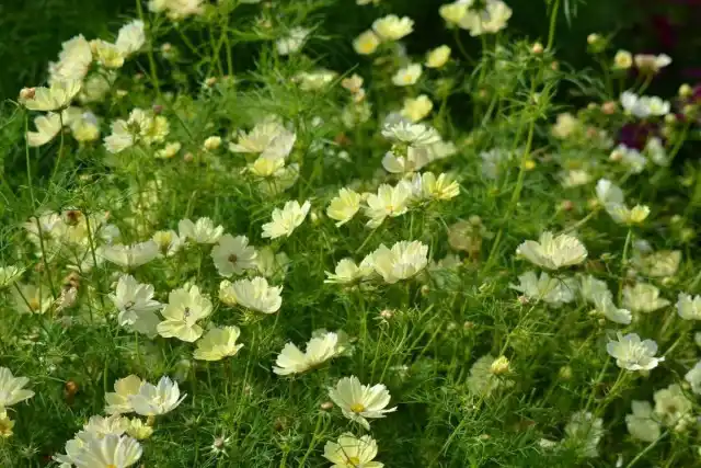 Космея «Ксантос»