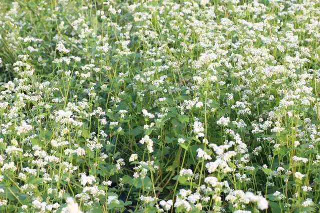 Задача сидератов — перевод и накопление веществ почвы в легкоусвояемую форму и разрыхление грунта