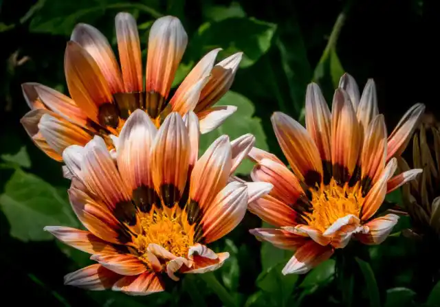 Гацания жестковатая (Gazania rigens)
