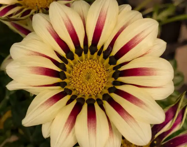 Гацания гибридная (Gazania Hybrids)