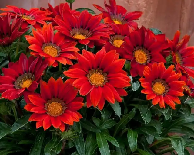 Гацания предпочитает специальные удобрения для красивоцветущих растений