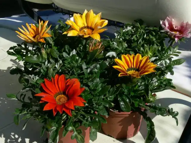 Ключевой чертой ёмкостей для выращивания гацаний должны оставаться крупные дренажные отверстия