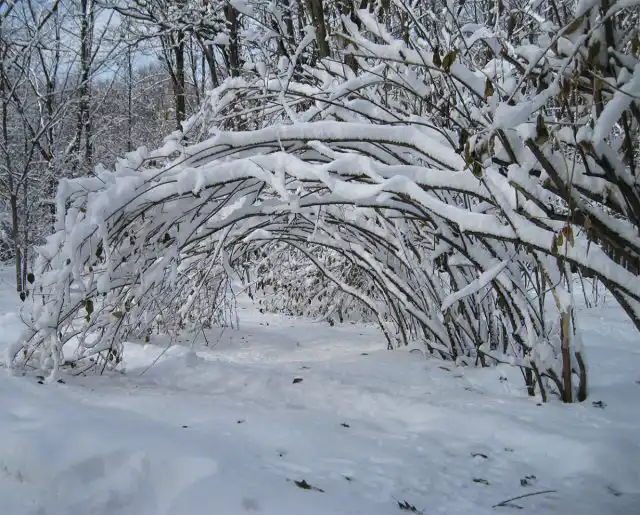 После каждого обильного снегопада, особенно во время оттепелей, когда снег наиболее тяжёлый и налипает на растения, его необходимо стряхивать.