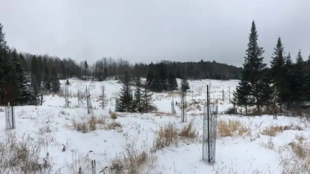 Зайцы обожают лакомиться корой молодых деревьев. Если вы на снегу обнаружите следы ушастых разбойников, значит сад нужно спасать.