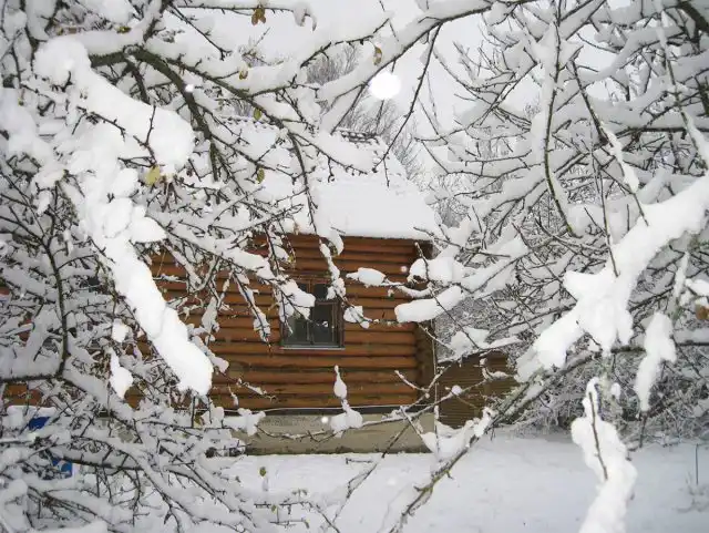 Во время морозов ветки растений становятся особенно хрупкими. Съезжающие с крыш пласты снега могут их сломать.