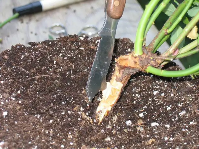 Окулировка розы проводится на том месте, где стебель переходит в корневую систему; то есть это уже не стебель, но ещё и не корень – корневая шейка