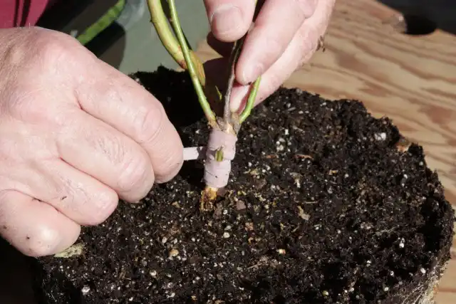 Фиксировать привитую почку при окулировке розы надо очень плотно