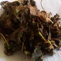 Ферментированный лист яблони