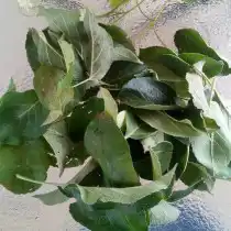 Свежесобранные листья яблони для чая