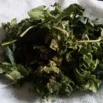 Мятые листья яблони