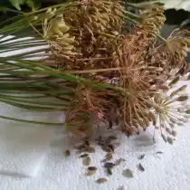 Укропный чай я завариваю исключительно из его семян