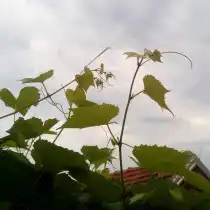 Для чая из виноградных листьев годятся только самые молодые листочки