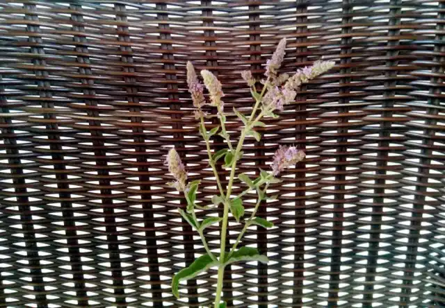 Мяту для чая заготавливаю во время цветения, тогда она самая ароматная