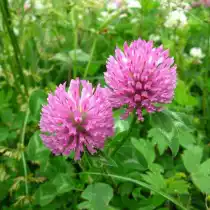 Клевер красный