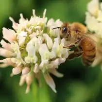 Клевер белый